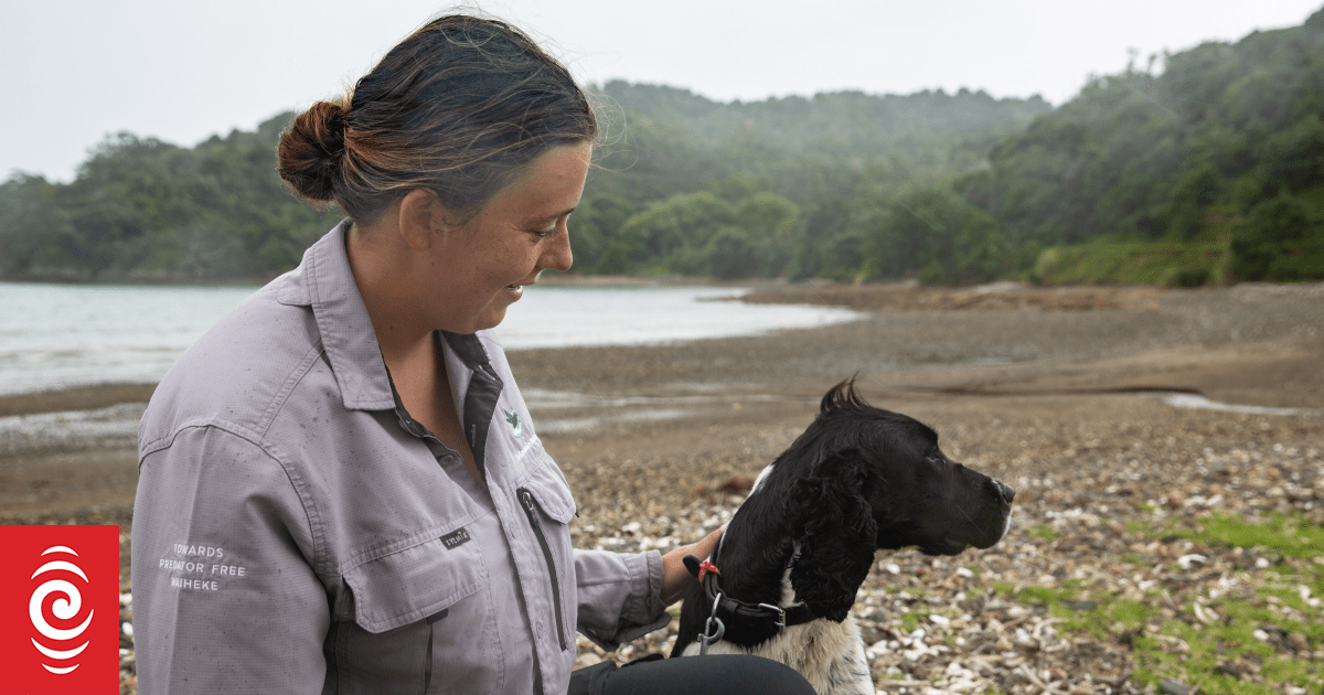 How poo-detecting dogs are helping native birds return to Waiheke Island