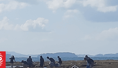 Government considering ban on rock pool harvesting in Auckland