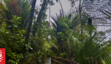 Frustration as Auckland's storm-damaged tracks still shut off