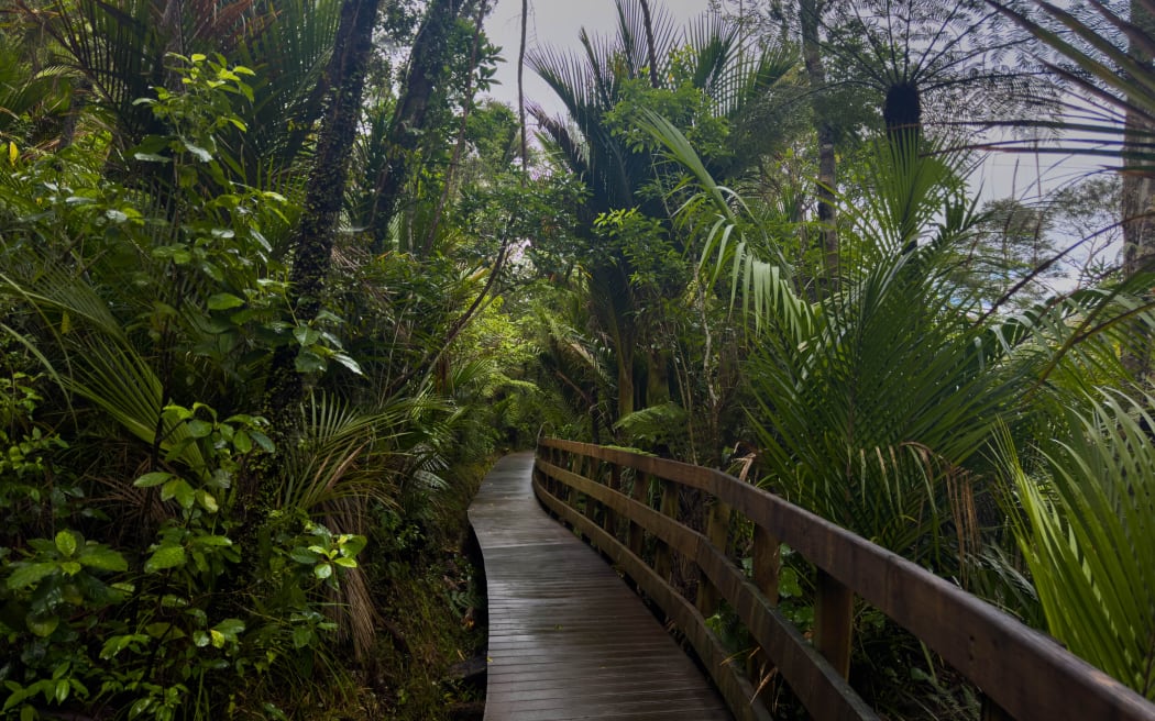 The Zig Zag track in the Waitākere Ranges Regional Park connects the Titirangi community to its local beach.