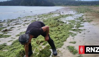 Caulerpa makes dramatic retreat in areas but 'sure as hell, this beast will be back'
