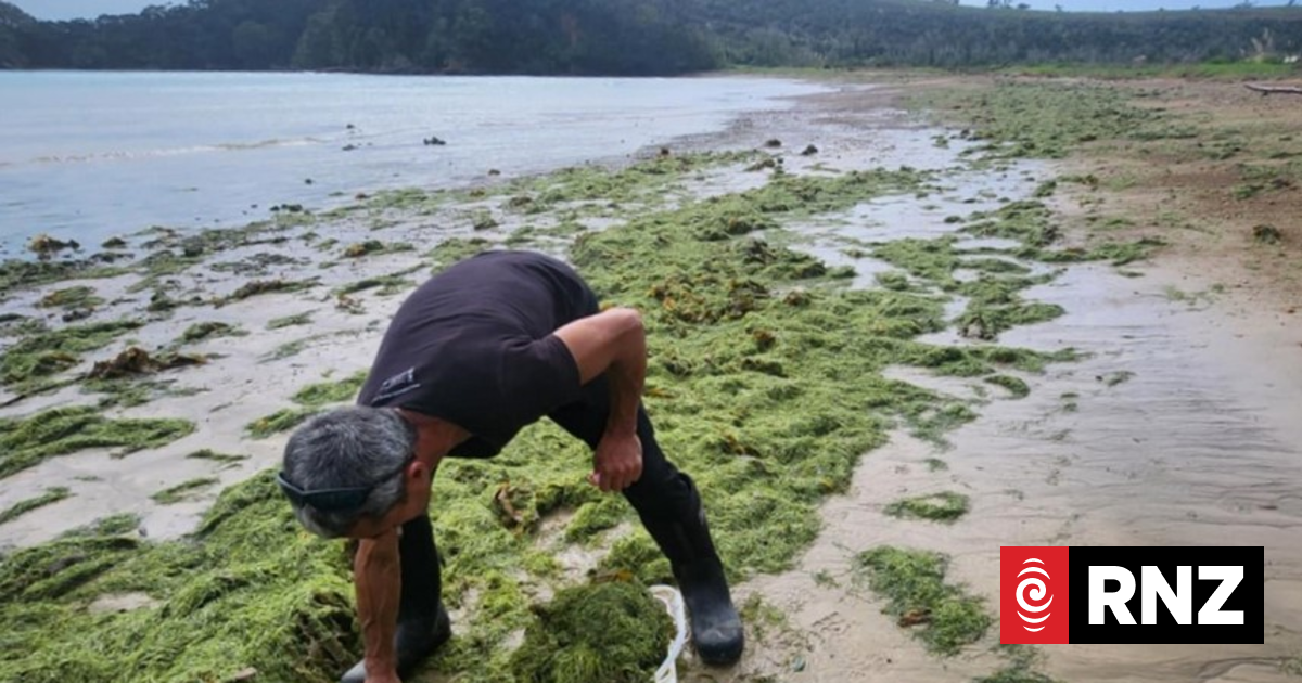Caulerpa makes dramatic retreat in areas but 'sure as hell, this beast will be back'