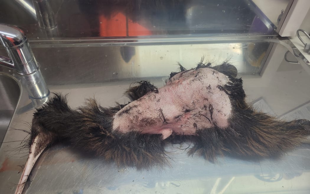 One of the kiwi found dead at Wharengaere Bay.