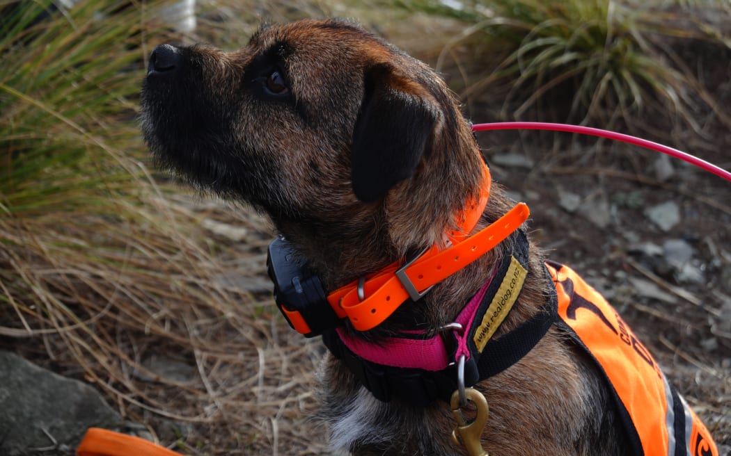 Detection dog Scout sniffs for scat to find possums.