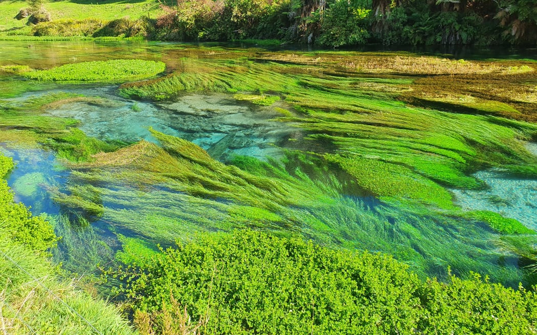 Blue Springs, near Tirau