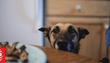 Your dog's dinner could be worse for the planet than your own – new research