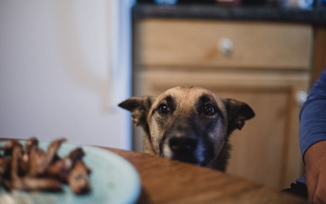 Eager dog watching food on plate. (Photo by CAIA IMAGE/SCIENCE PHOTO LIBRARY / NEW / Science Photo Library via AFP)