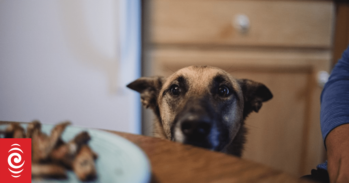 Your dog's dinner could be worse for the planet than your own – new research