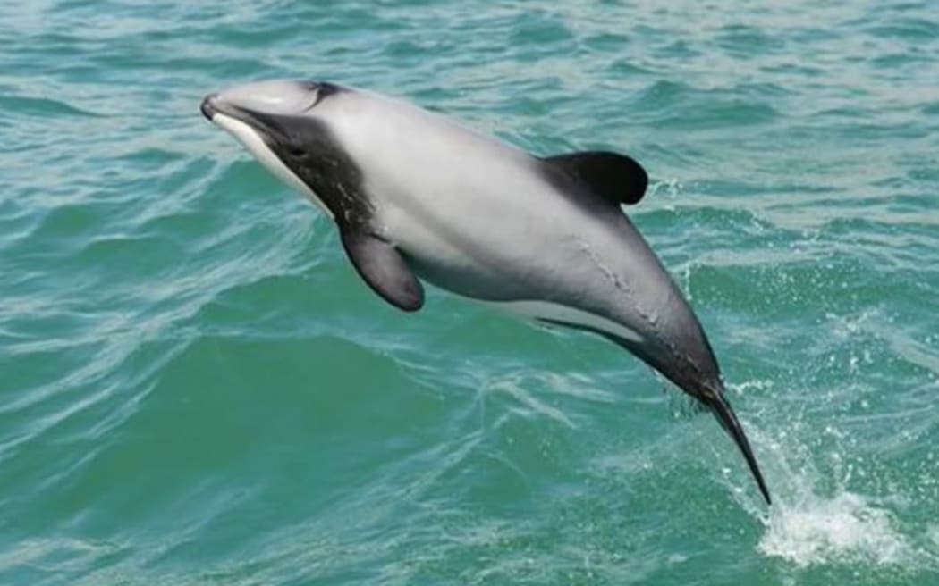 A Hector's dolphin at play.