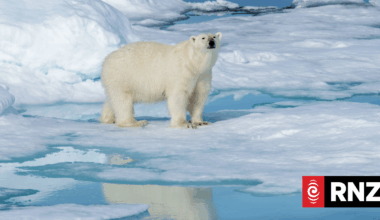 Polar bears bulk up despite melting Norwegian Arctic: study