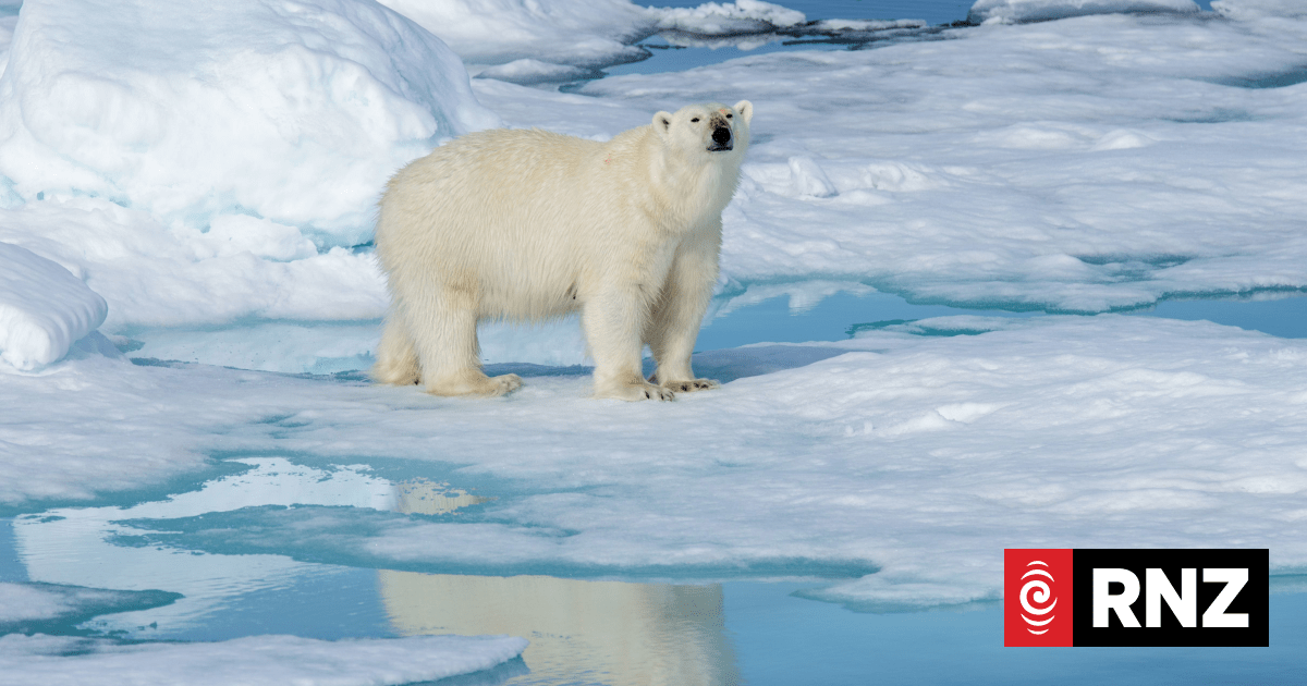 Polar bears bulk up despite melting Norwegian Arctic: study
