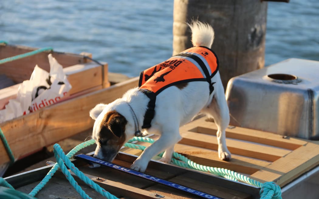 Detector Gadget in action detecting mice that were about to be transported to a rodent-free island.