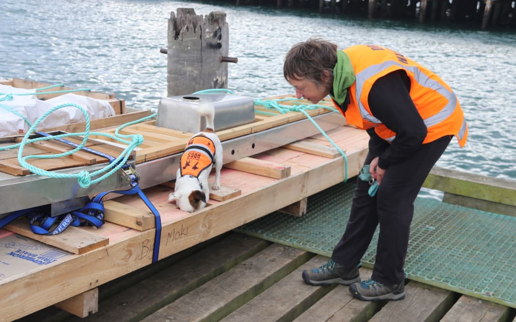 Detector Gadget in action in Bluff detecting mice.