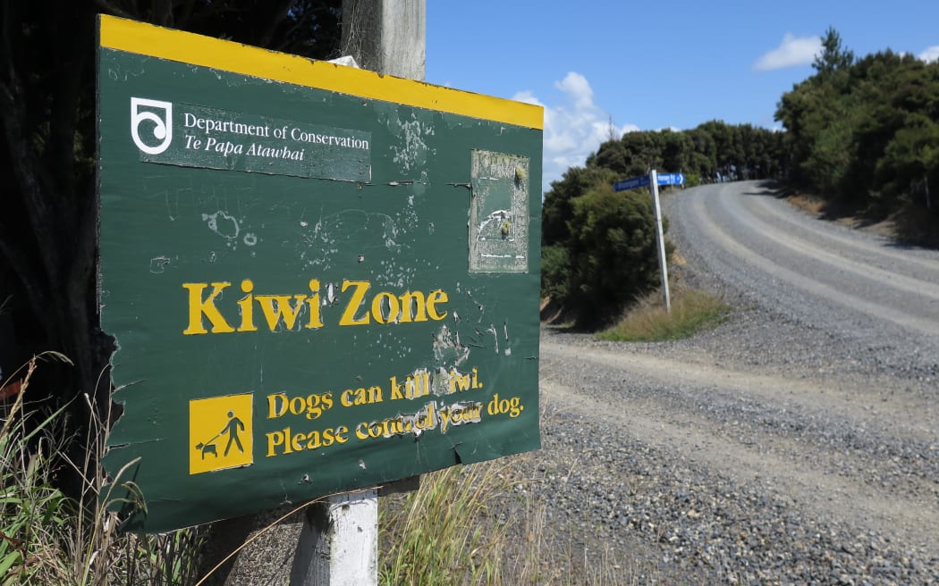 The dead kiwi have been found at Wharengaere Bay in the northern Bay of Islands.