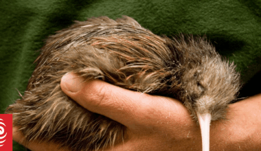 Couple surprised to find kiwi trying to have a sleepover