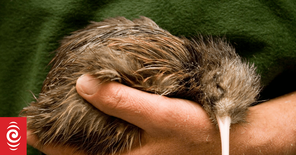 Couple surprised to find kiwi trying to have a sleepover