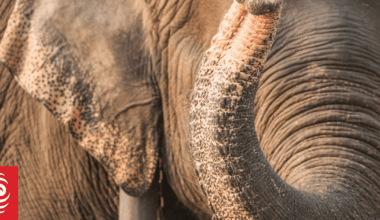 India hunts rampaging elephant that killed 20 people