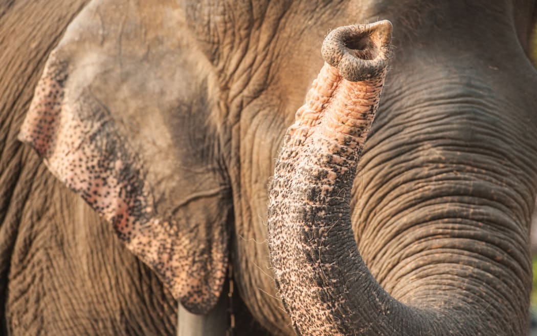 Closeup picture of an elephant head.