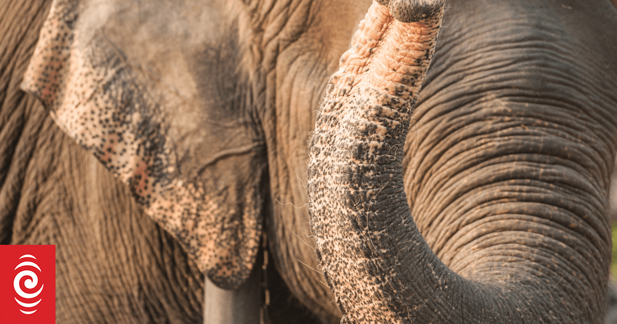 India hunts rampaging elephant that killed 20 people