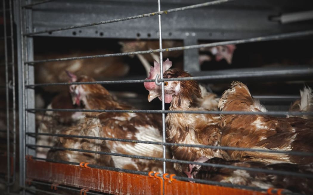 Chickens in colony cages, as seen in the Farmwatch footage