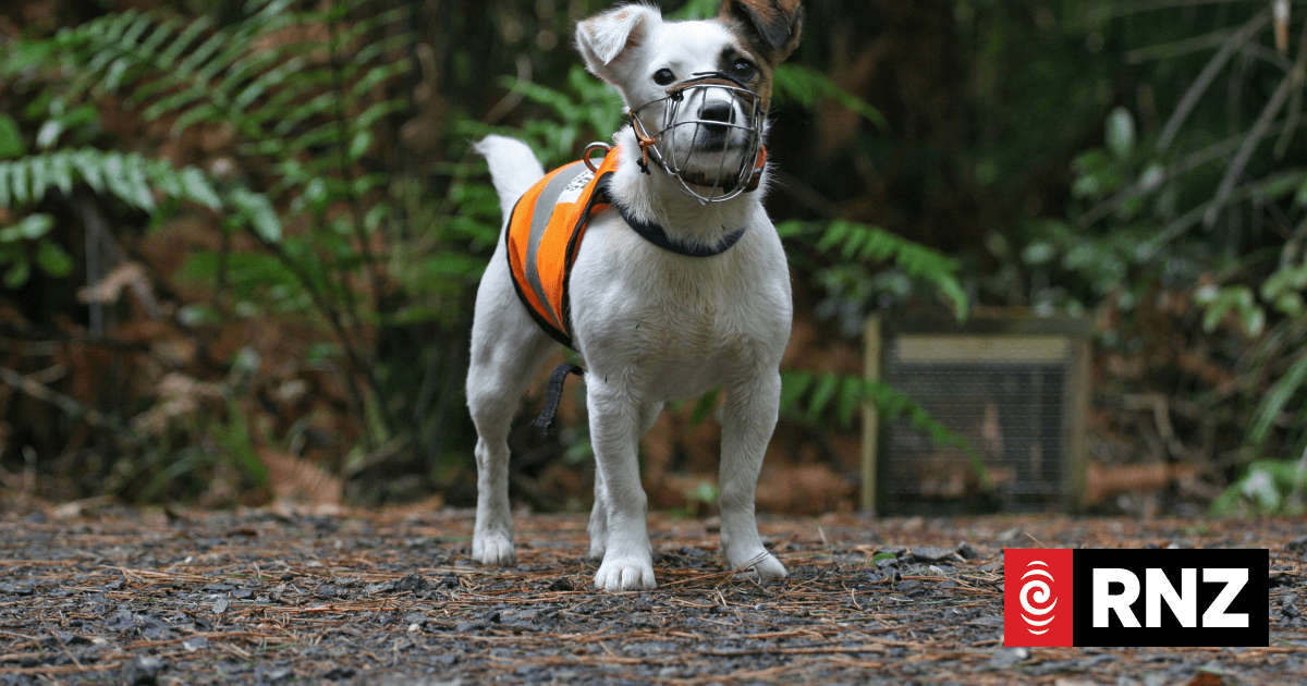 13-year-old rodent sniffer dog back on the job after rat found on predator free island
