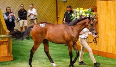 Karaka sales topper heading to champion trainer Chris Waller