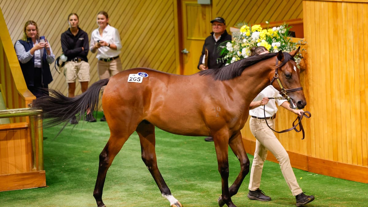 Karaka sales topper heading to champion trainer Chris Waller