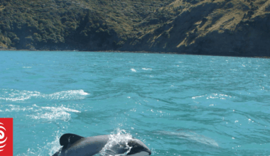 Small NZ charity takes big swing at US government in bid to protect endangered dolphins