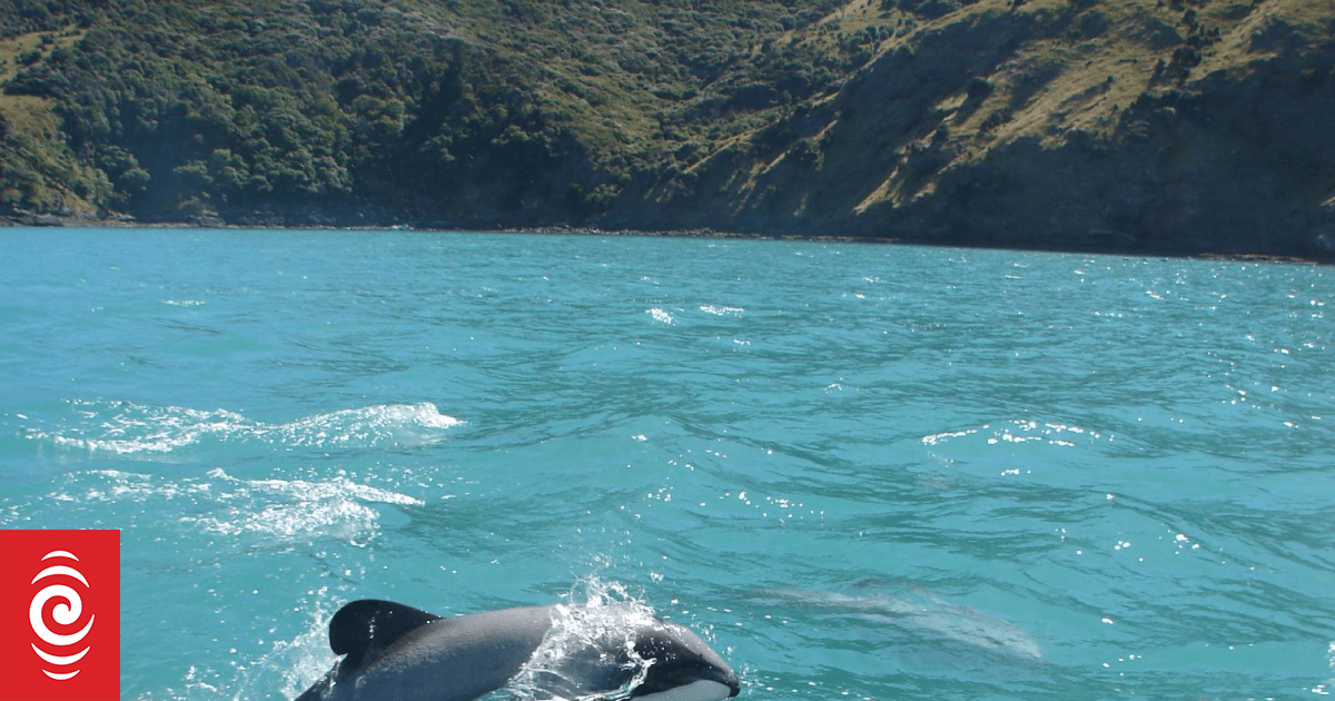 Small NZ charity takes big swing at US government in bid to protect endangered dolphins