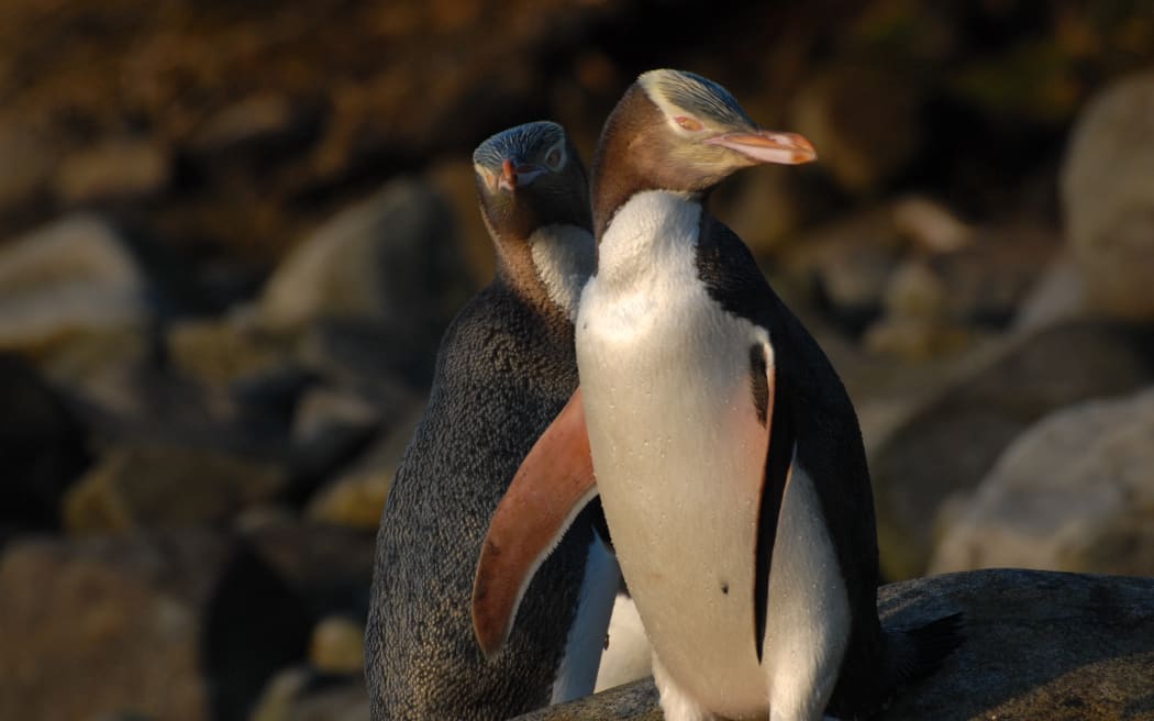 Two hoiho on Stewart Island.