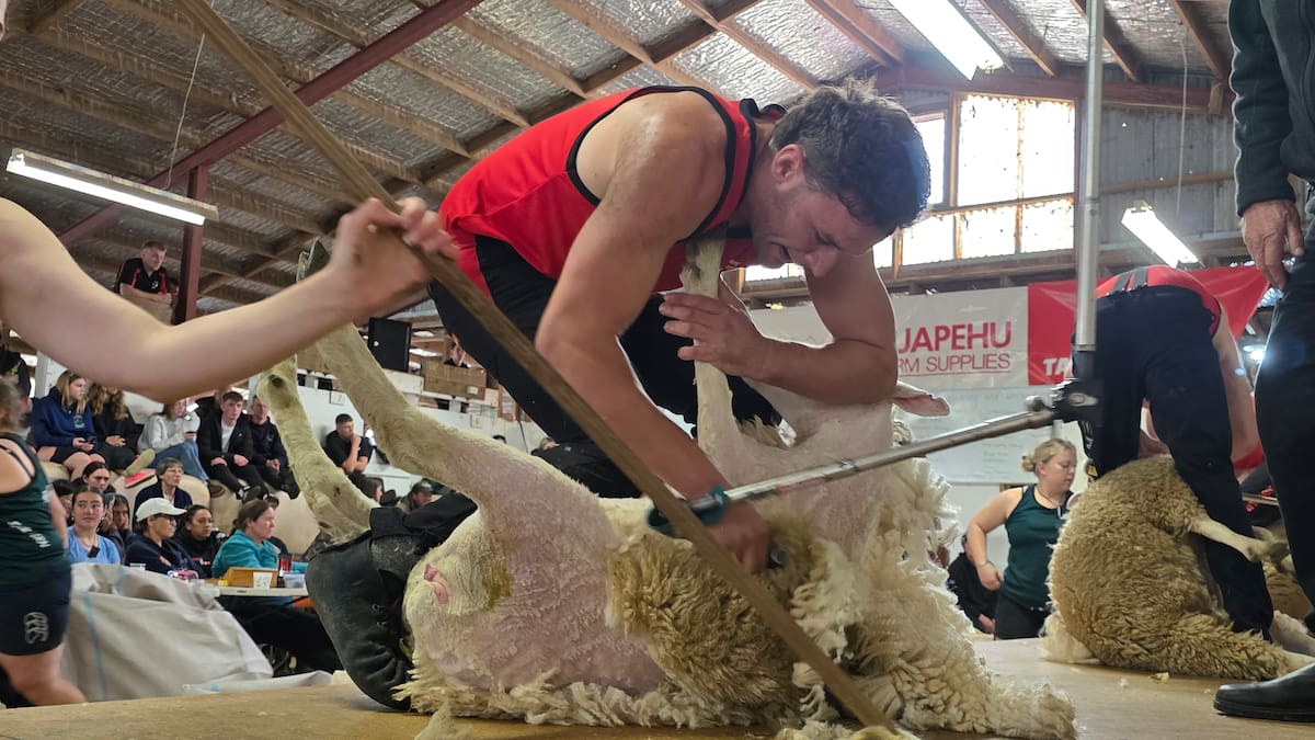 Taihape Shears: Welshman Gethin Lewis claims open shearing title