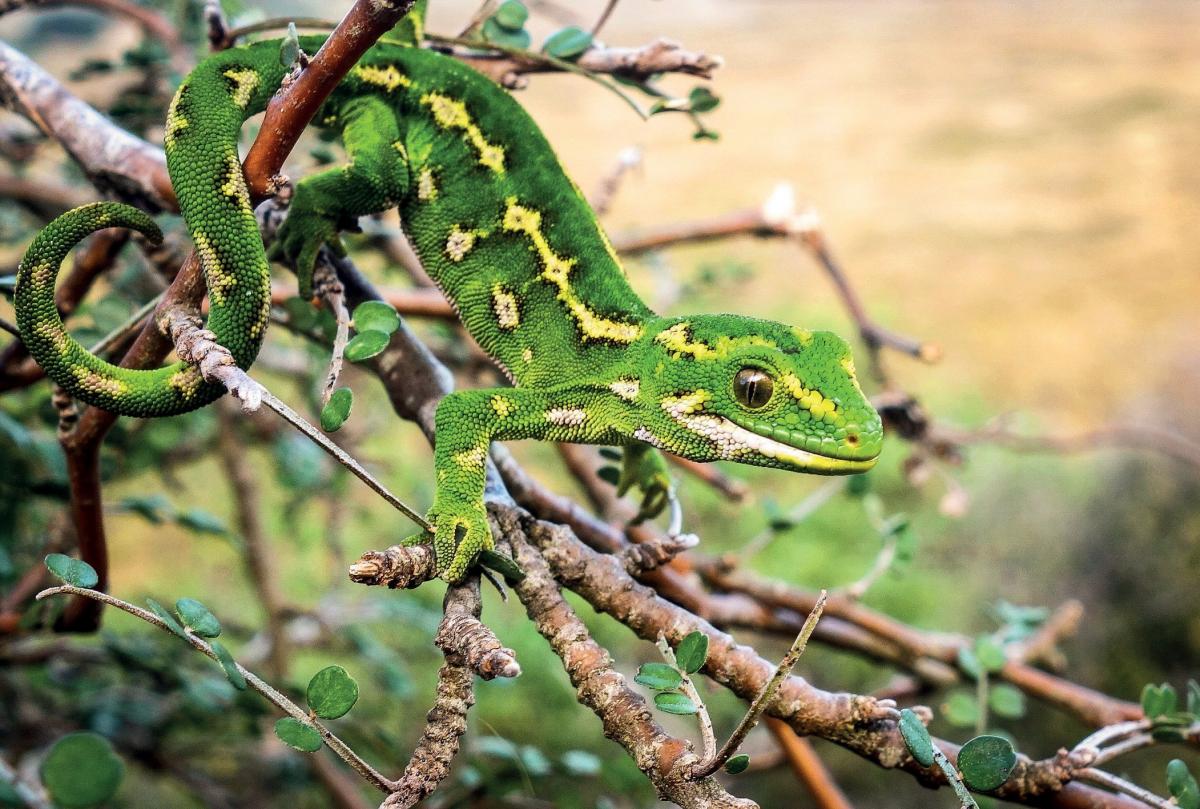 What price preservation of endangered geckos?