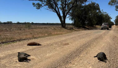 Roadside photo highlights $156 million threat in rural Australia: 'Numbers are exploding'