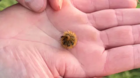 An orange fluffy caterpillar is curled up in a ball on someone's hand. There are also black spots on the insect.