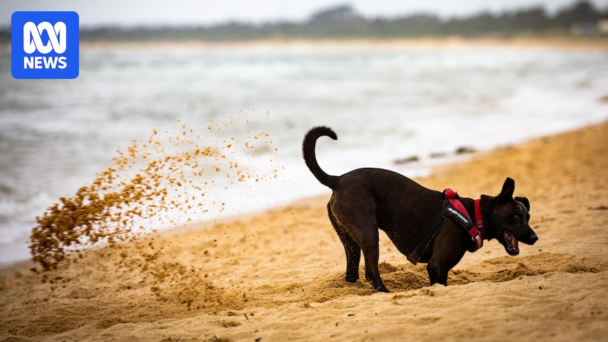 EPA asks Victorians to check water quality before swimming in Port Phillip Bay