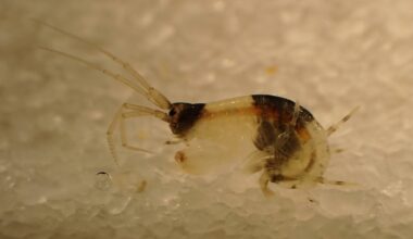 Amphipod species with panda-like coloring discovered in Wakayama