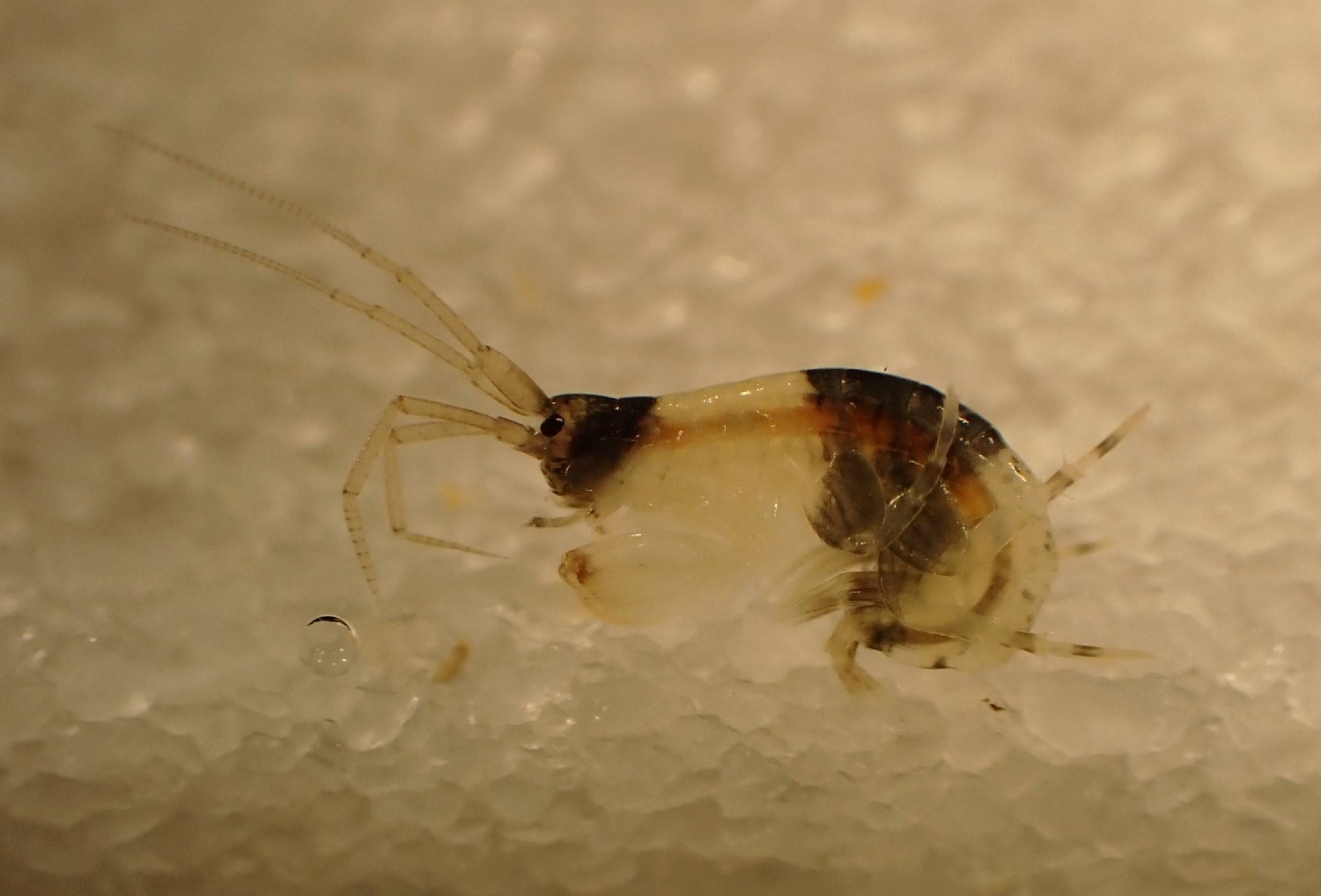 Amphipod species with panda-like coloring discovered in Wakayama