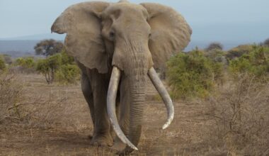 Help More Elephants Live a Long, Peaceful Life Like Craig, Safe From Poachers