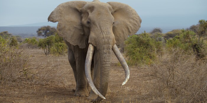 Help More Elephants Live a Long, Peaceful Life Like Craig, Safe From Poachers