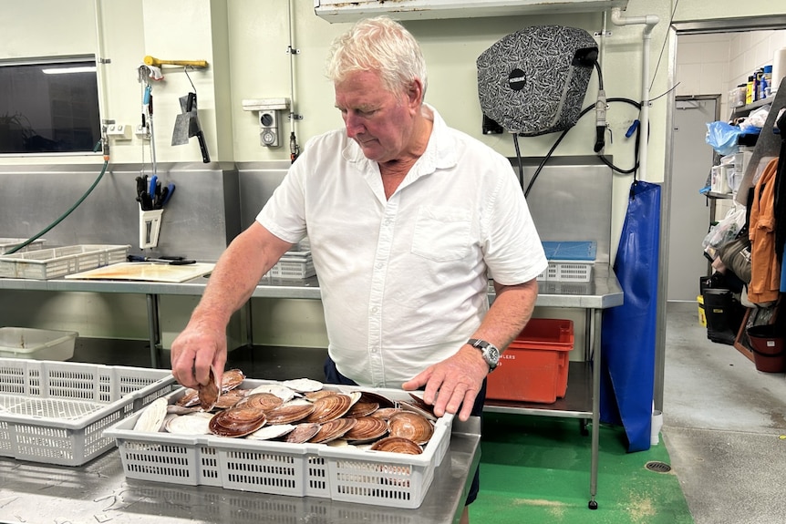 A man sorting through a tray of scallops.
