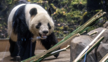 Asia News Wrap: Japan's last two pandas return to China, and more - news.cgtn.com