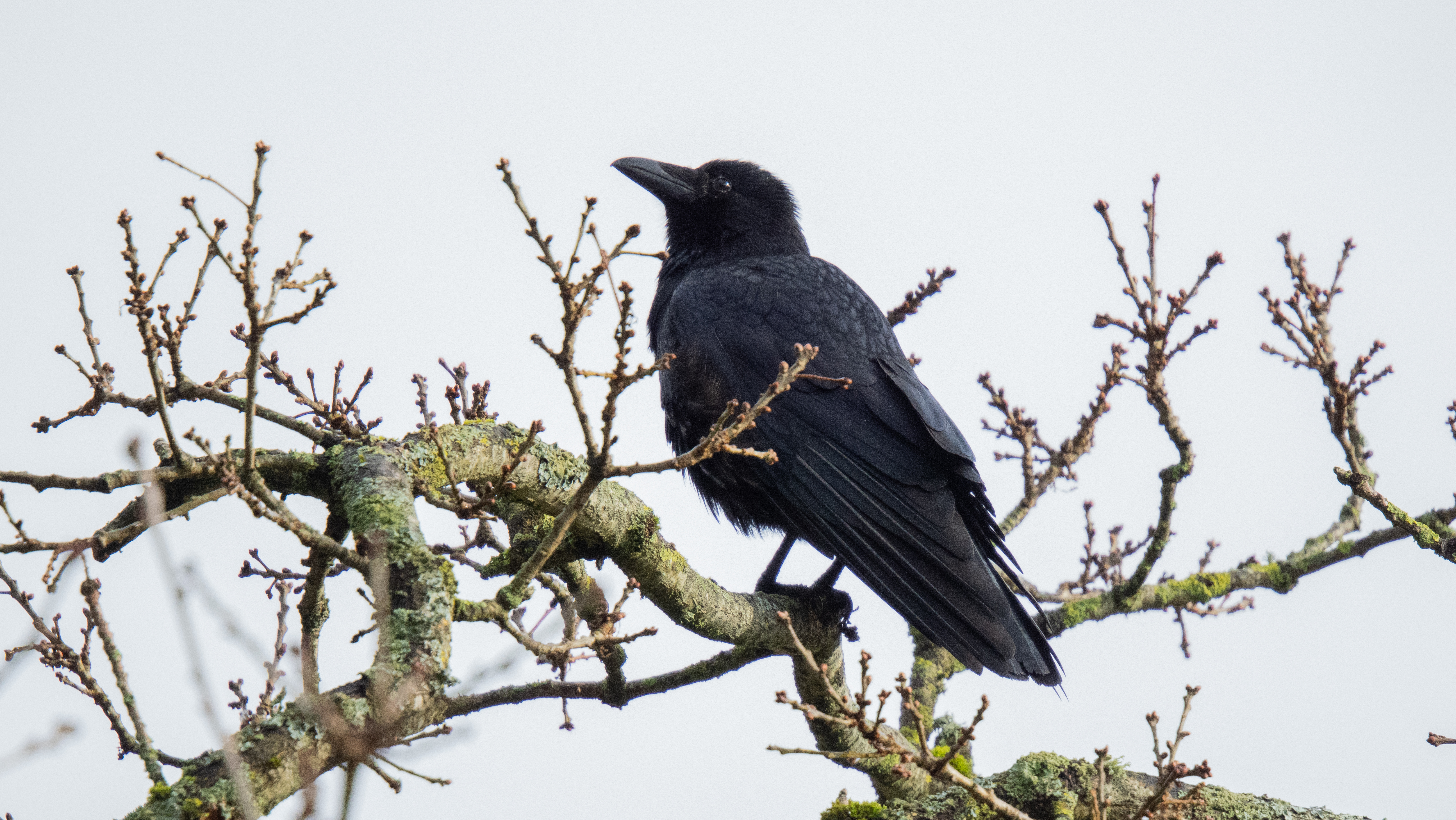 A wildlife photo taken on an OM System OM-1 Mark II mirrorless Micro Four Thirds camera
