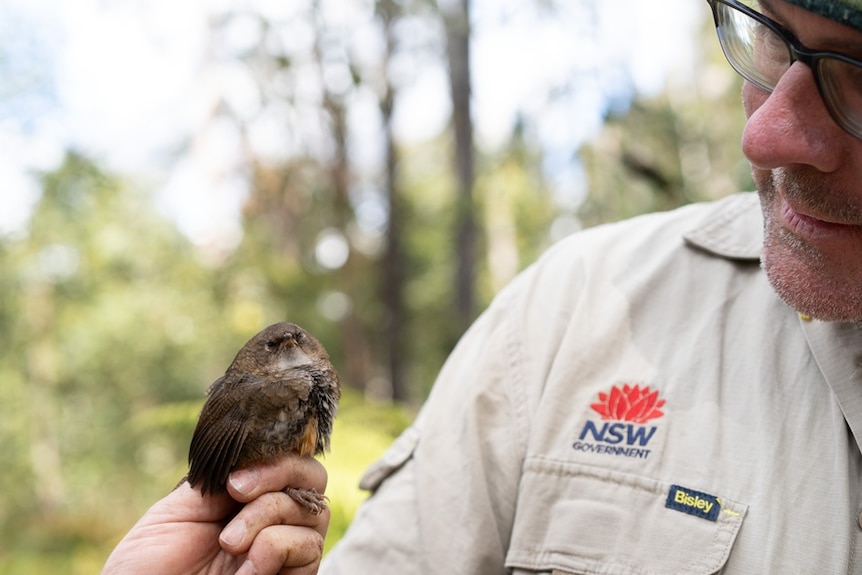 Brian Hawkins is pictured holding and looking at a small scrub-bird.
