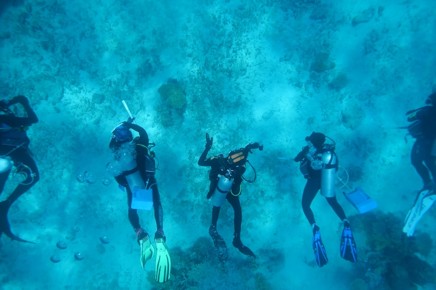 Five divers in a line under water.