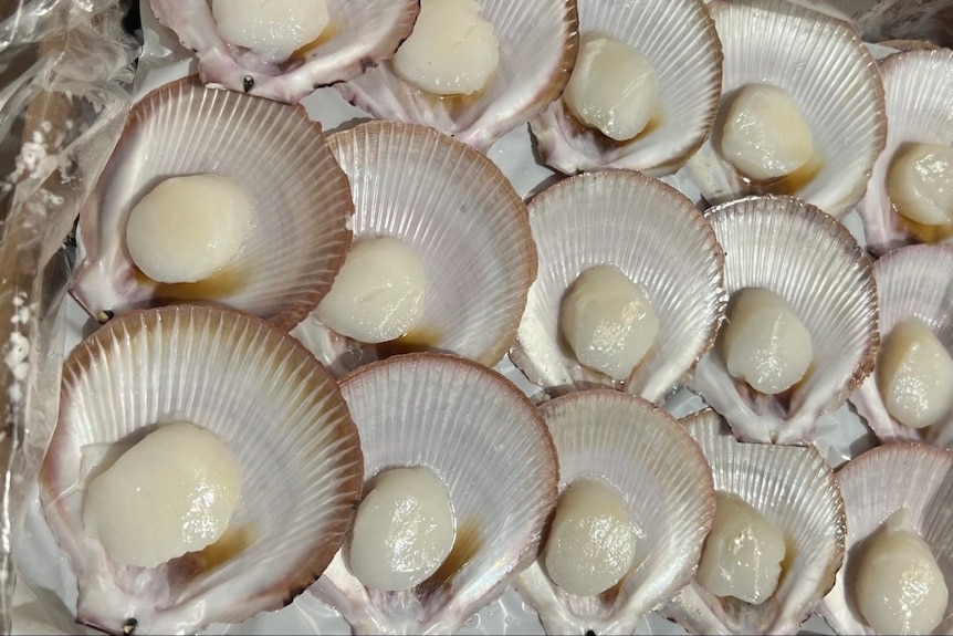 A tray of shiny, iridescent scallops.
