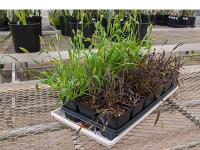 Researchers Develop New Tools to Turn Grain Crops into Biosensors