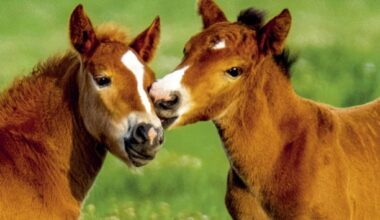 A photographer's lens reveals the spirit of horses