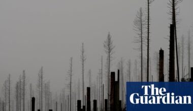 Germany’s dying forests are losing their ability to absorb CO2. Can a new way of planting save them? | Germany