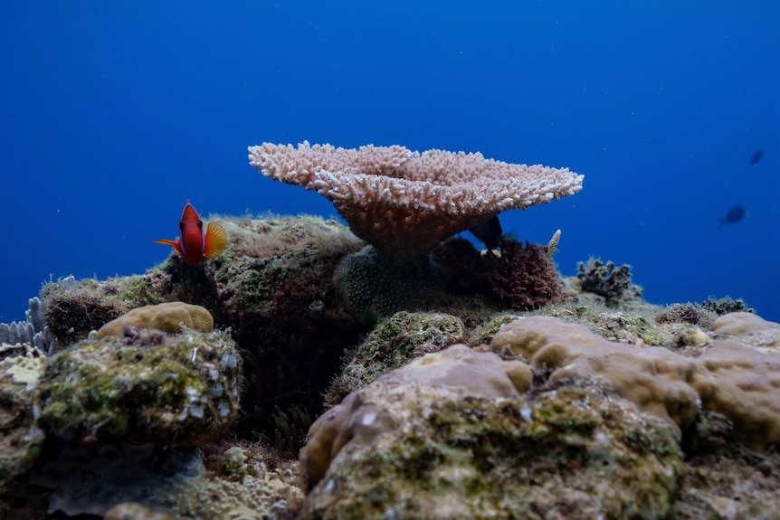 Underwater photo of a pink coral similar to an upside down bell and orange fish swimming amid reef.