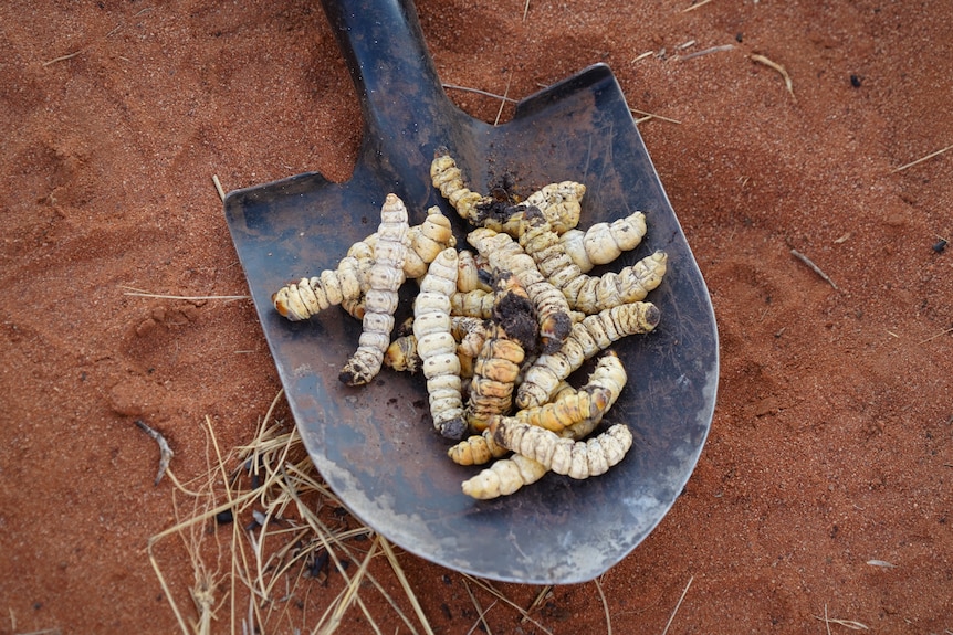 Witchetty grubs on a shovel.